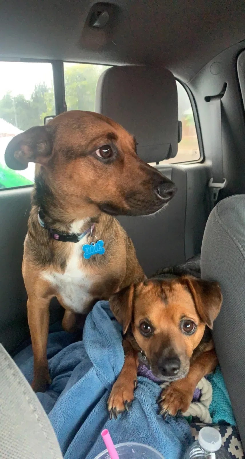 Lost dog in Wheat Ridge, CO, 80033