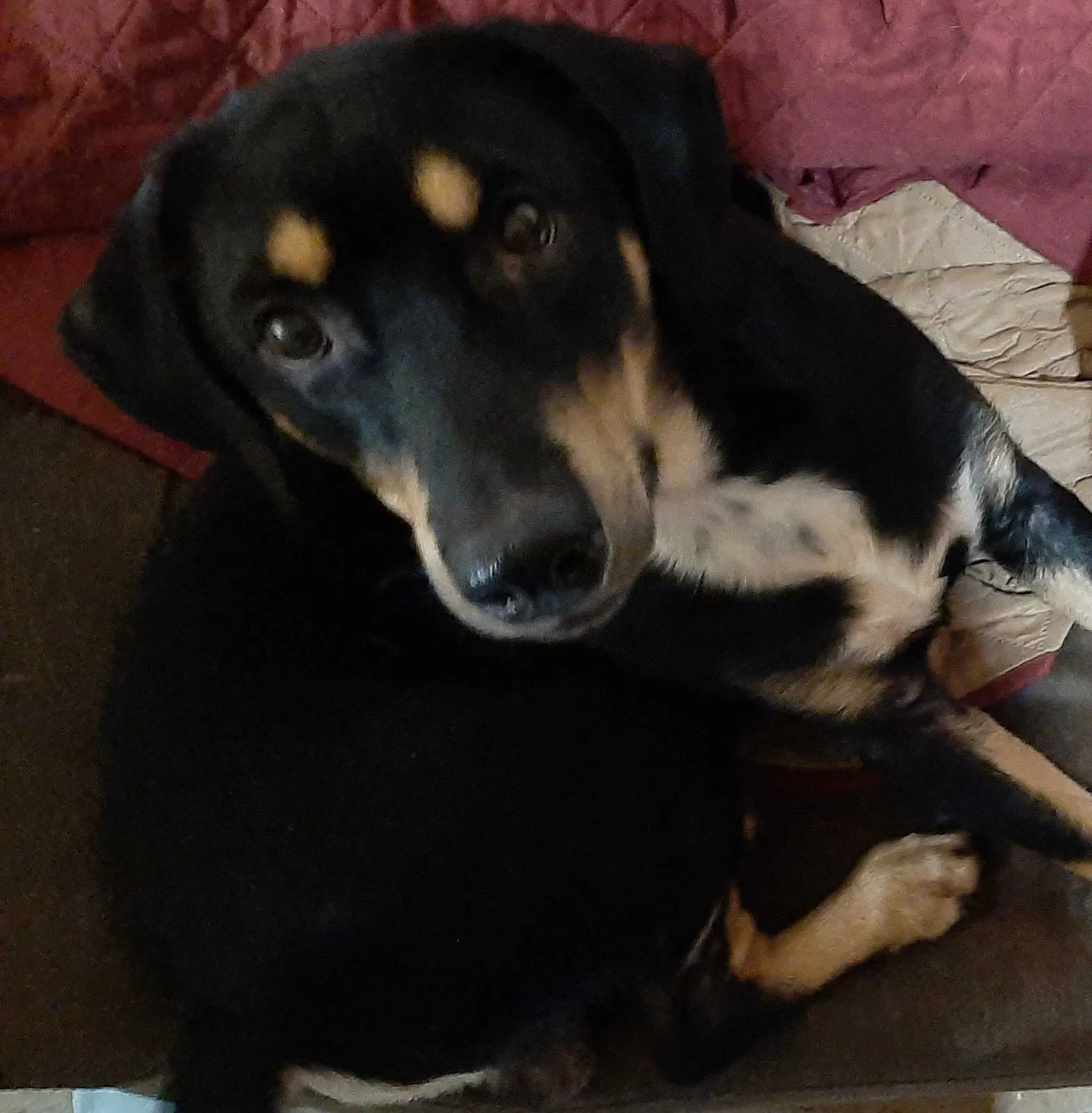 Lost dog in Mount Sterling, KY, 40353