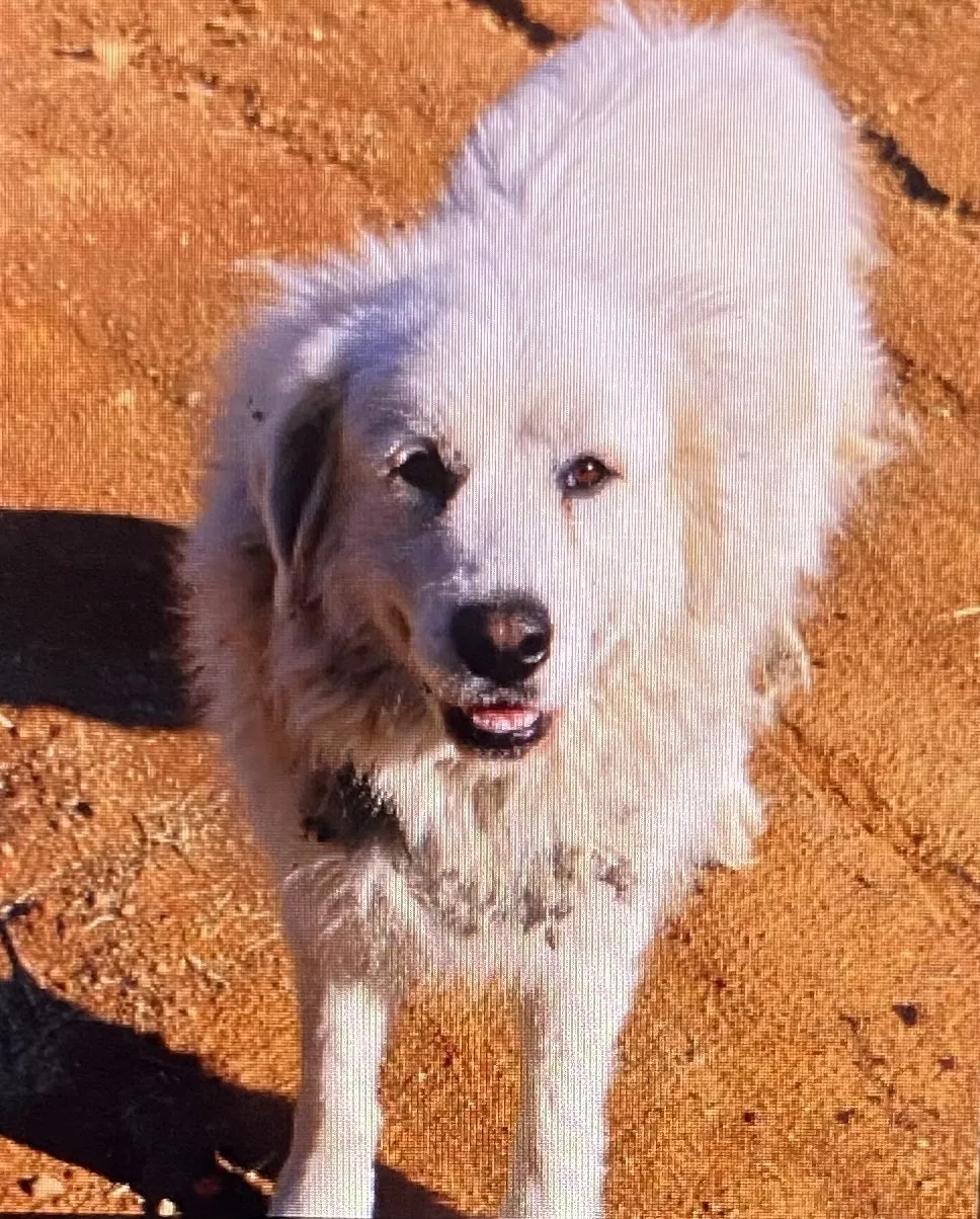 Lost dog in Columbia, TN, 38401