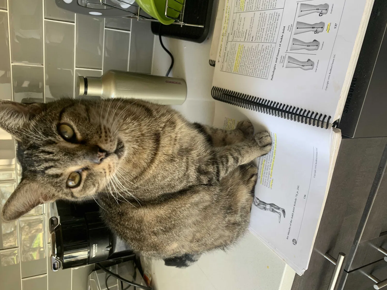 Lost cat in Austin, TX, 78702