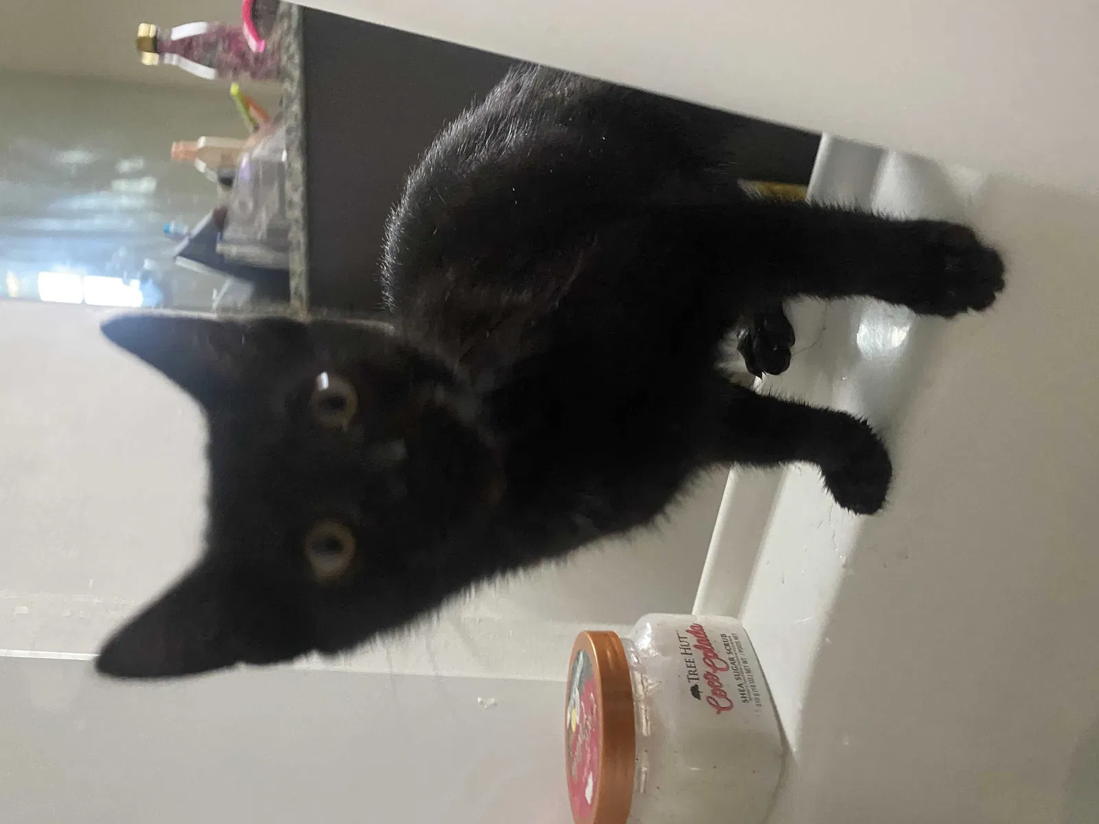Lost cat in Charlotte, NC, 28262
