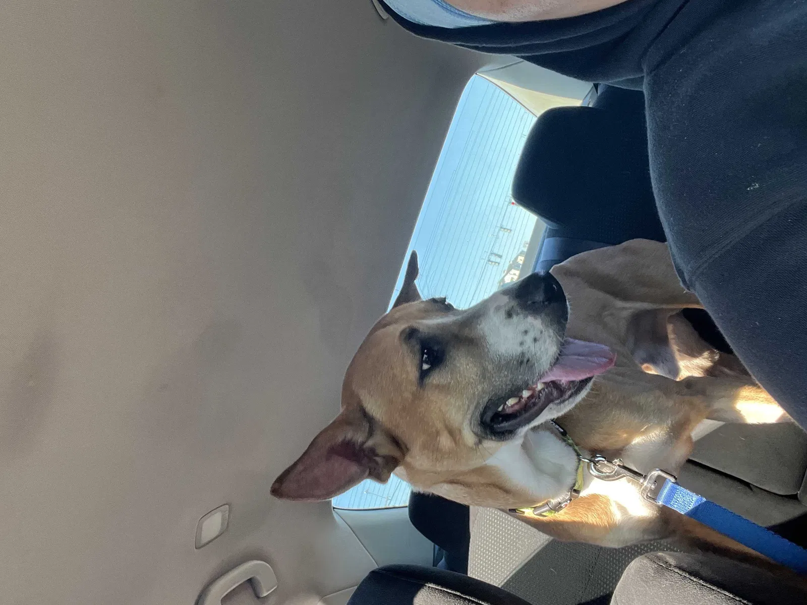 Lost dog in Orlando, FL, 32811
