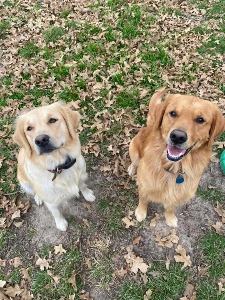 Lost dog in Kaufman, TX, 75142