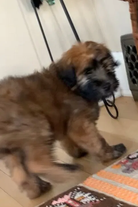 Lost dog in Denver, CO, 80210