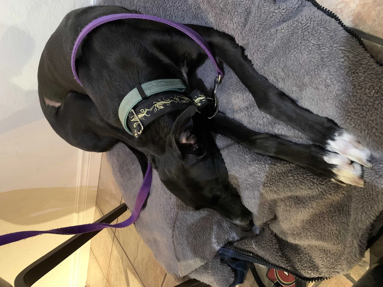 Lost dog in Solvang, CA, 93463
