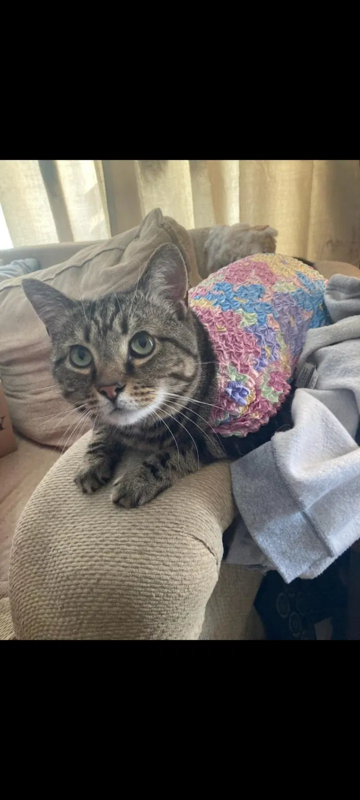 Lost cat in Manheim, PA, 17545