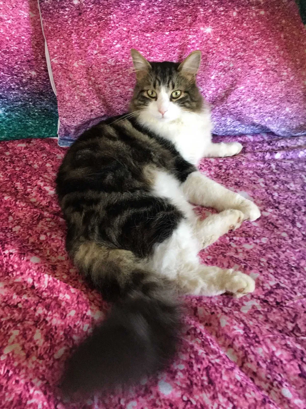 Lost cat in Woodbridge, VA, 22193