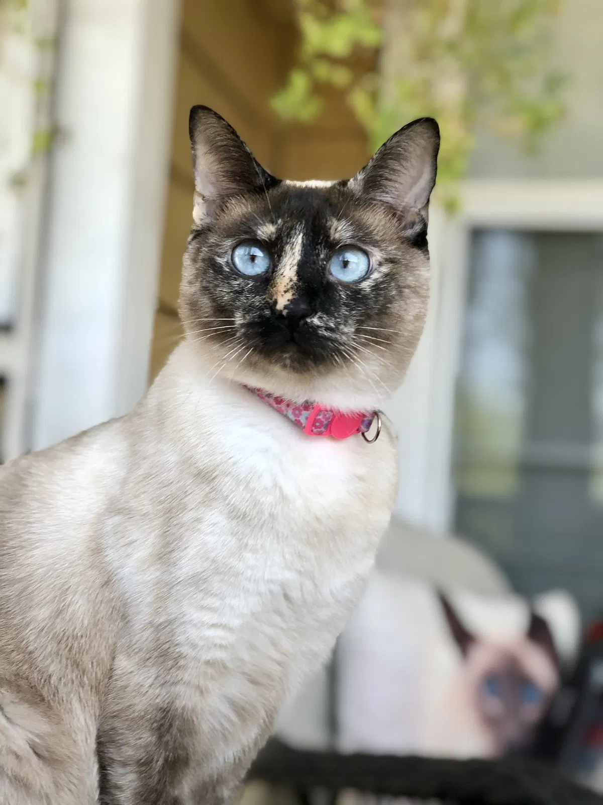 Lost cat in Bluffton, SC, 29910