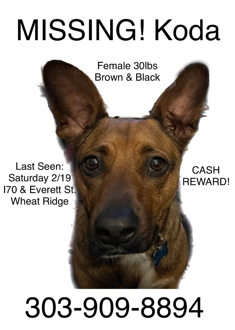 Lost dog in Wheat Ridge, CO, 80033