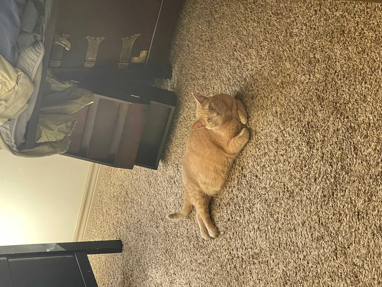 Lost cat in Oklahoma City, OK, 73102