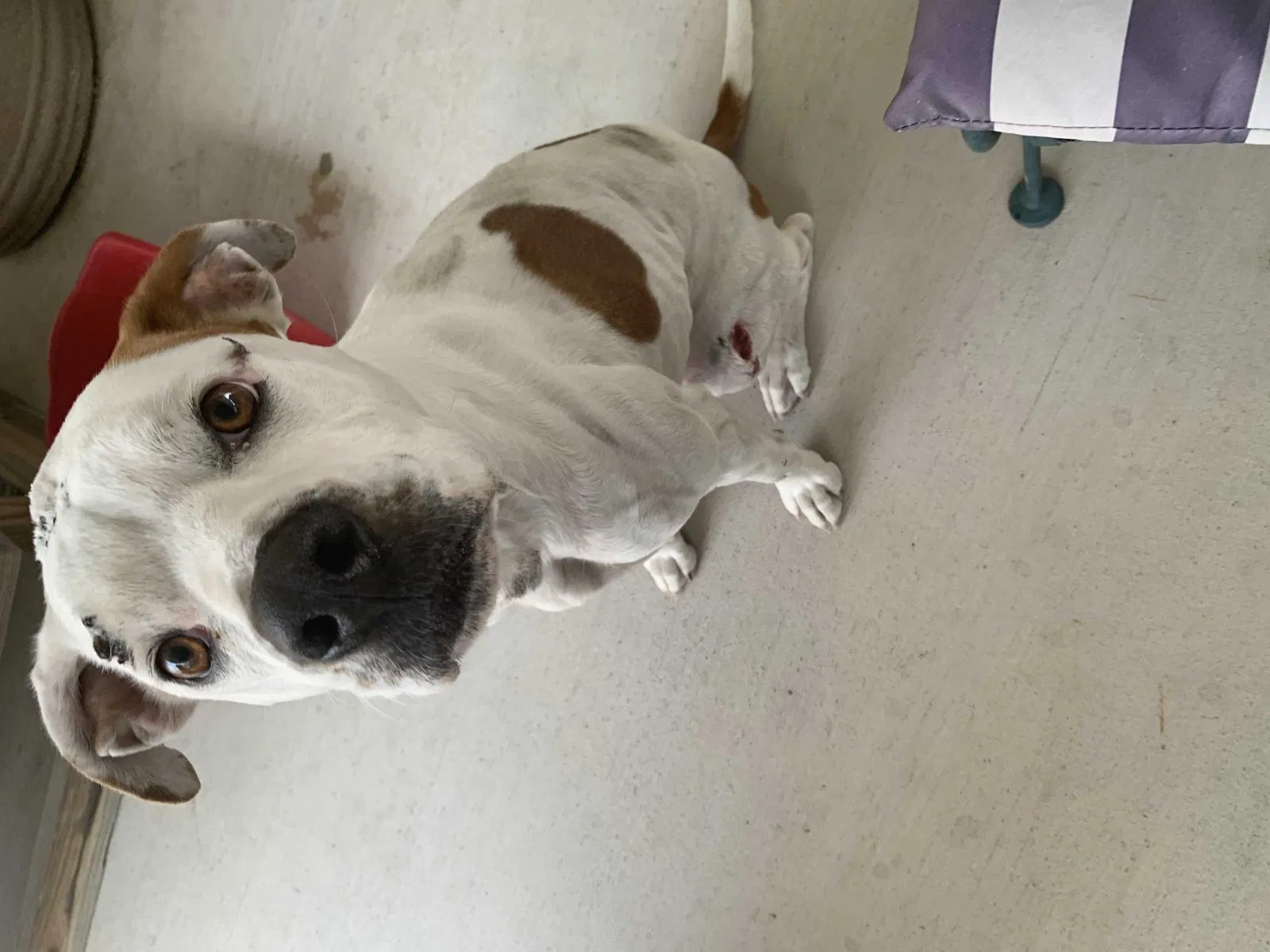 Found dog in Houston, TX, 77064