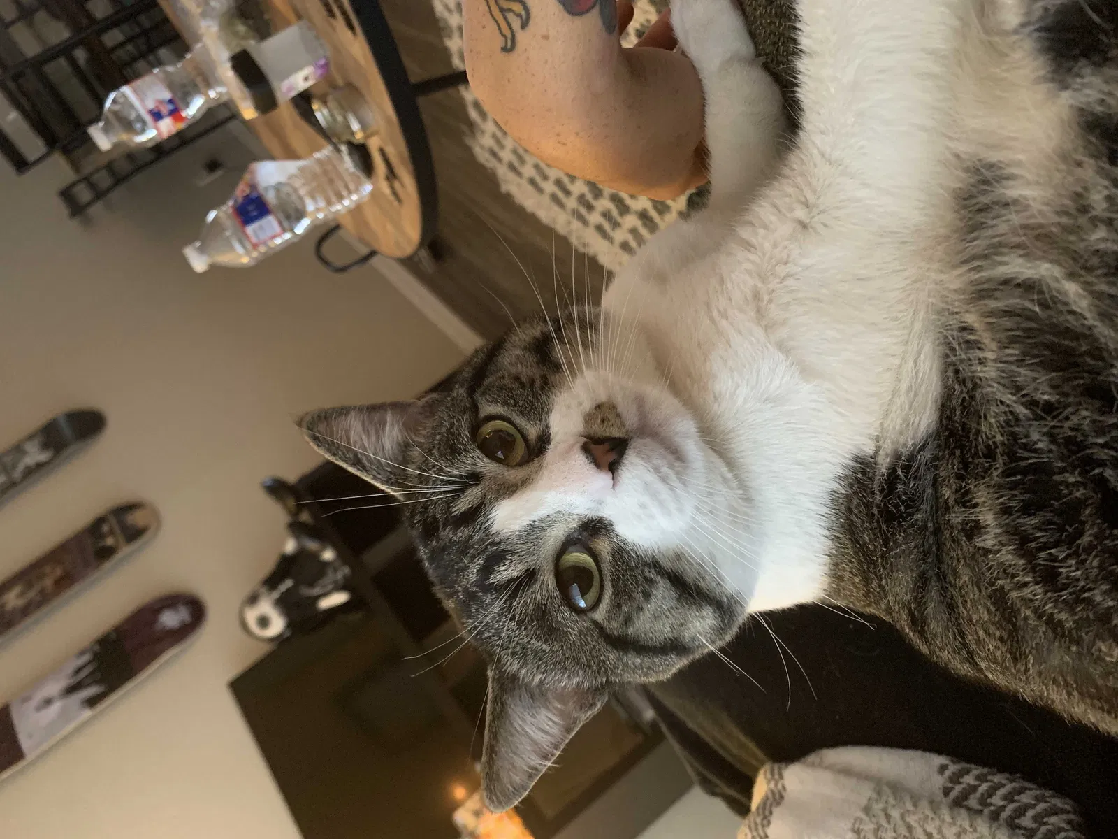Lost cat in Fort Worth, TX, 76140