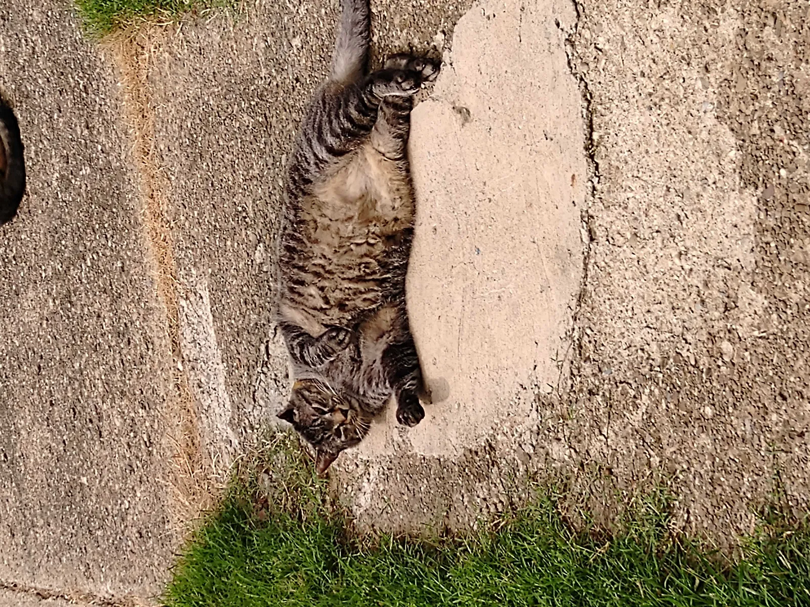 Lost cat in Barberton, OH, 44203