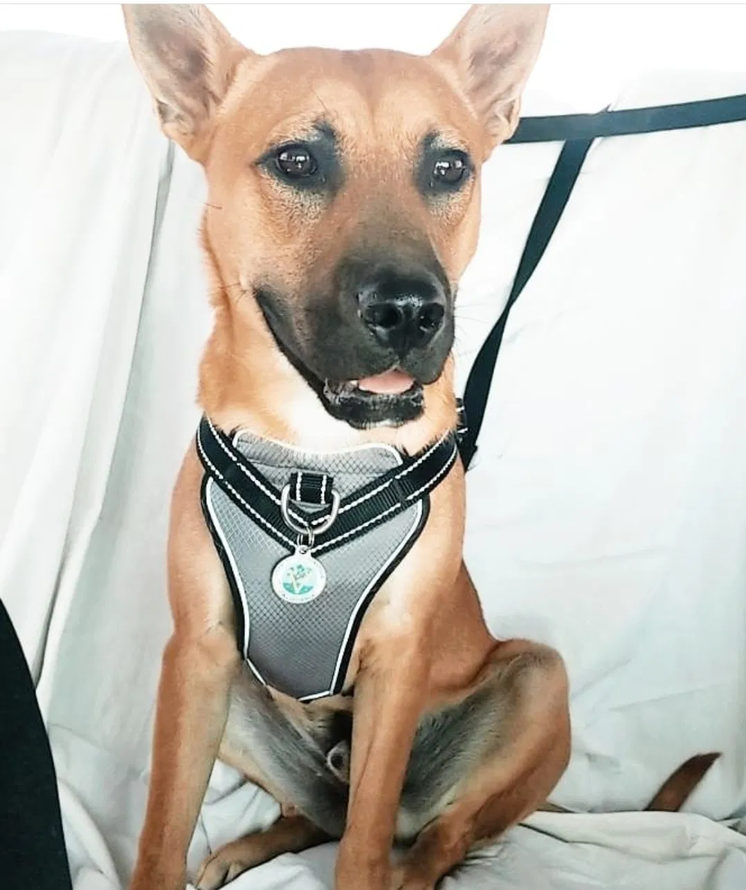 Lost dog in Victorville, CA, 92395