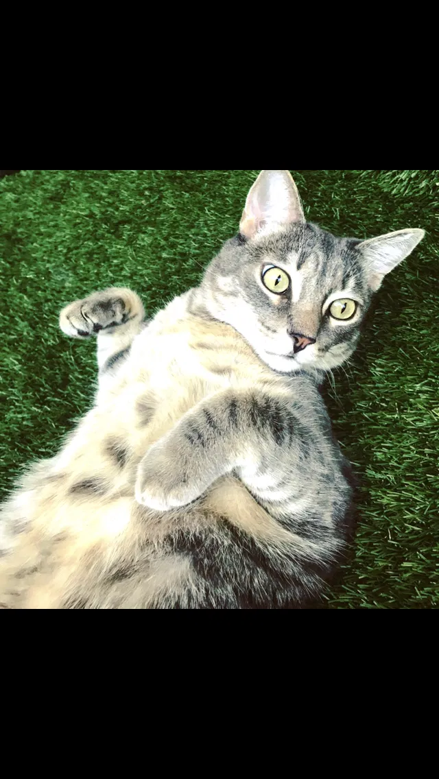 Lost cat in Tucson, AZ, 85711