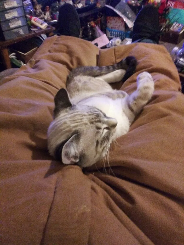 Lost cat in Sioux Falls, SD, 57104
