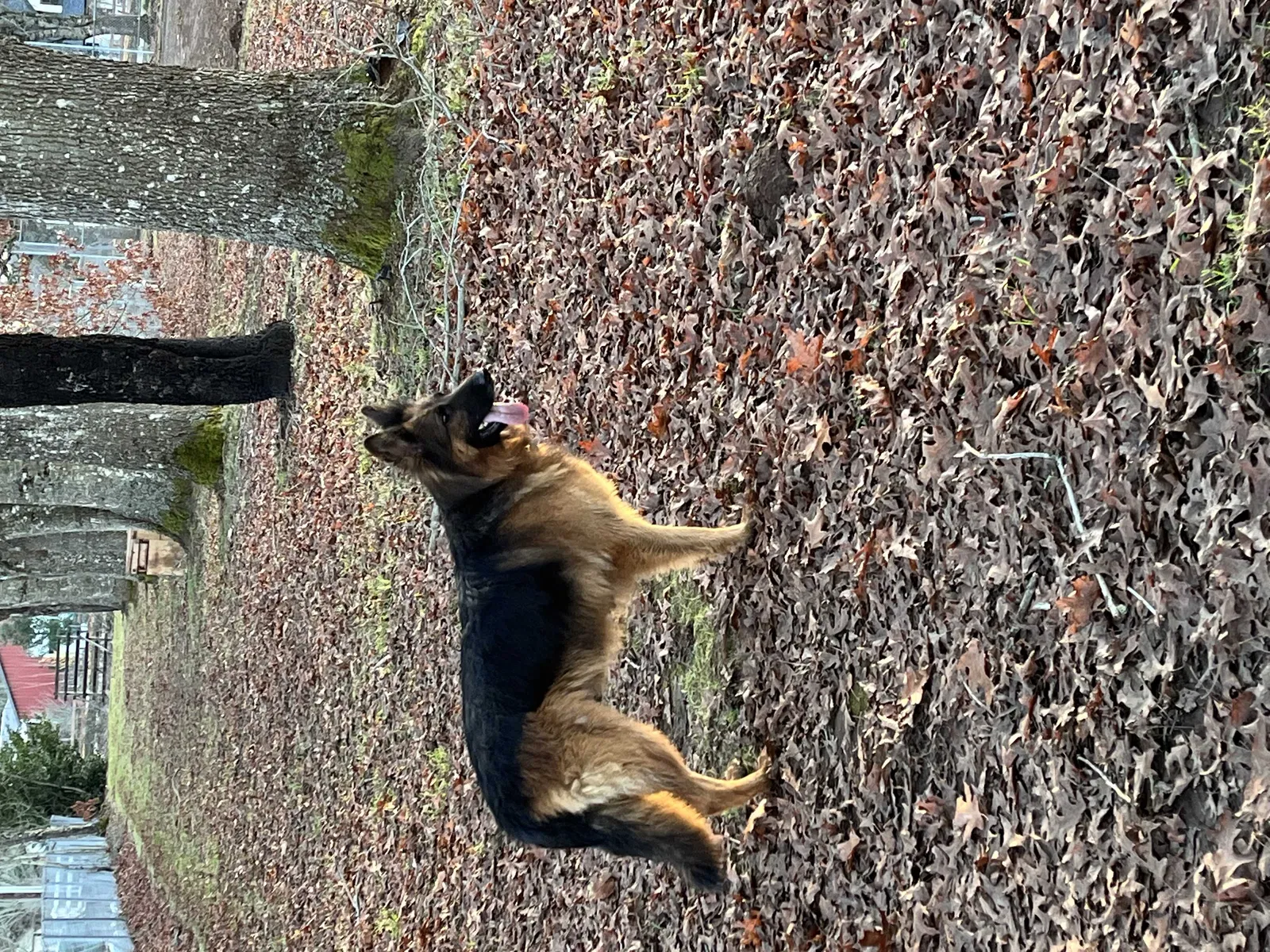 Lost dog in Boring, OR, 97009