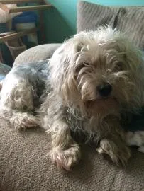 Lost dog in Bowie, MD, 20721