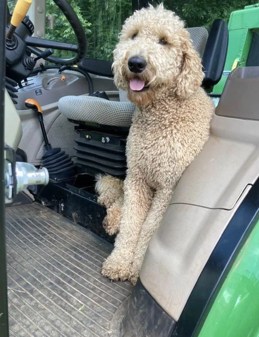 Lost dog in Roanoke, AL, 36274