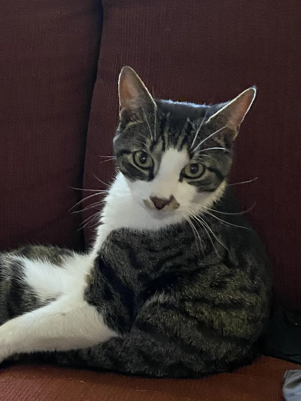 Lost cat in Bensalem, PA, 19020