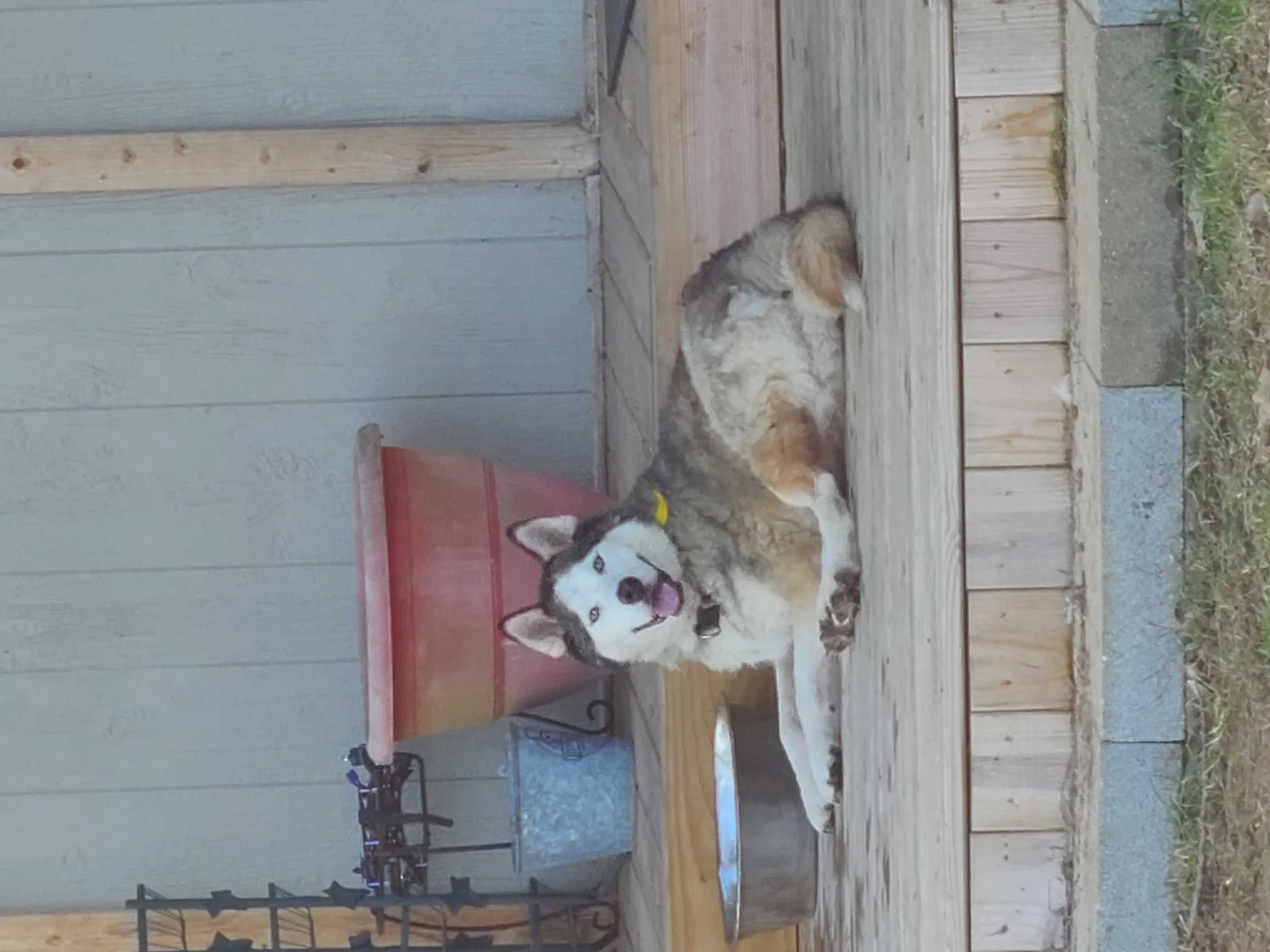 Lost dog in Eustace, TX, 75124