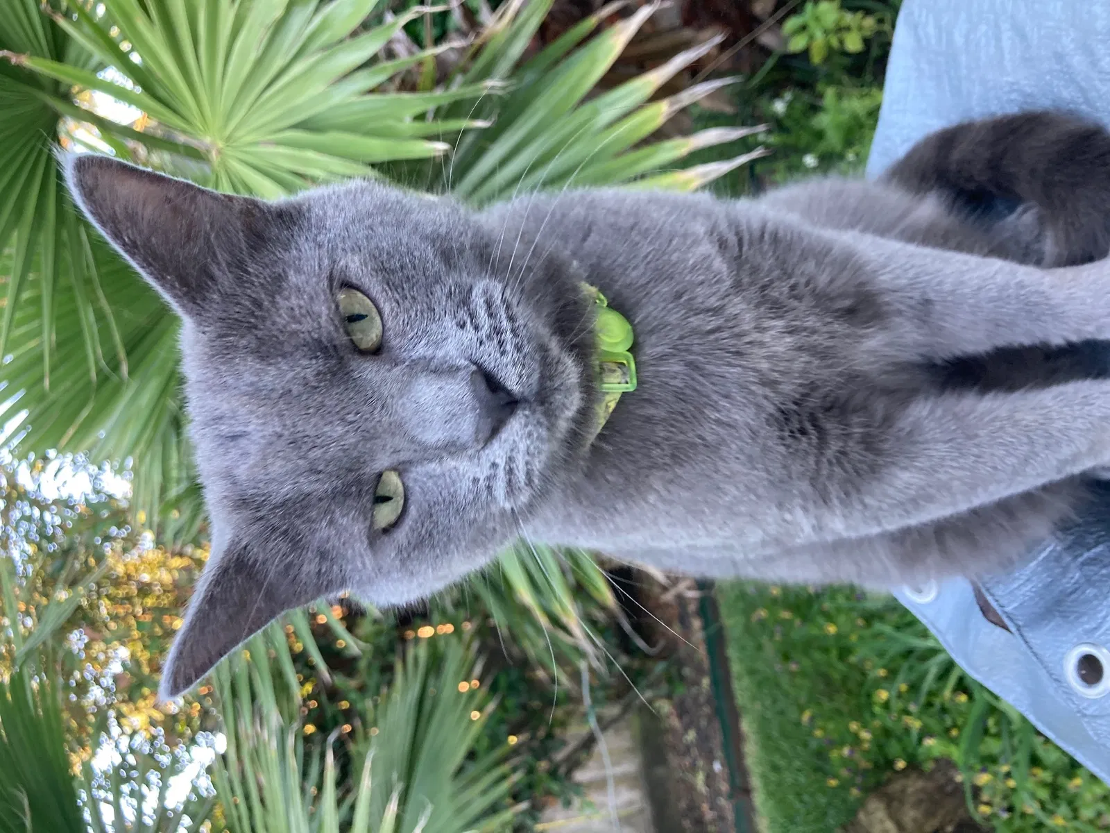 Lost cat in Spring, TX, 77373