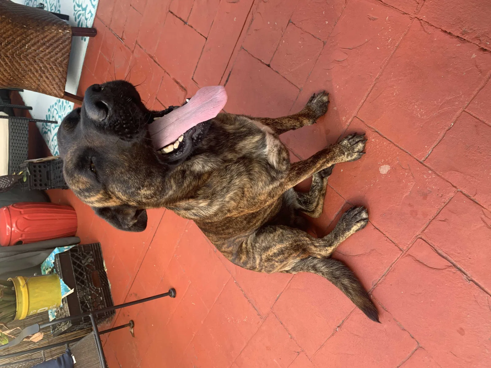 Found dog in Homestead, FL, 33031