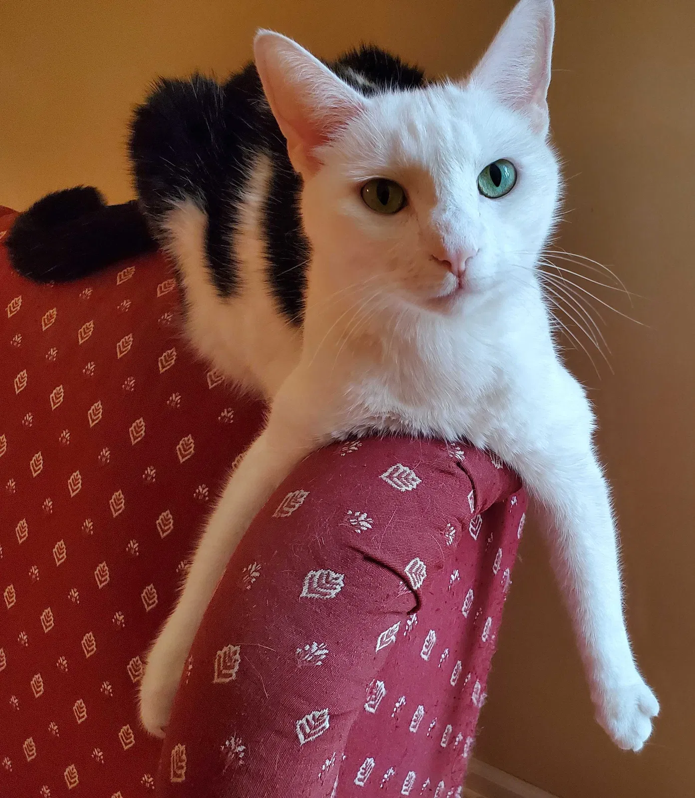 Lost cat in Thurmont, MD, 21788
