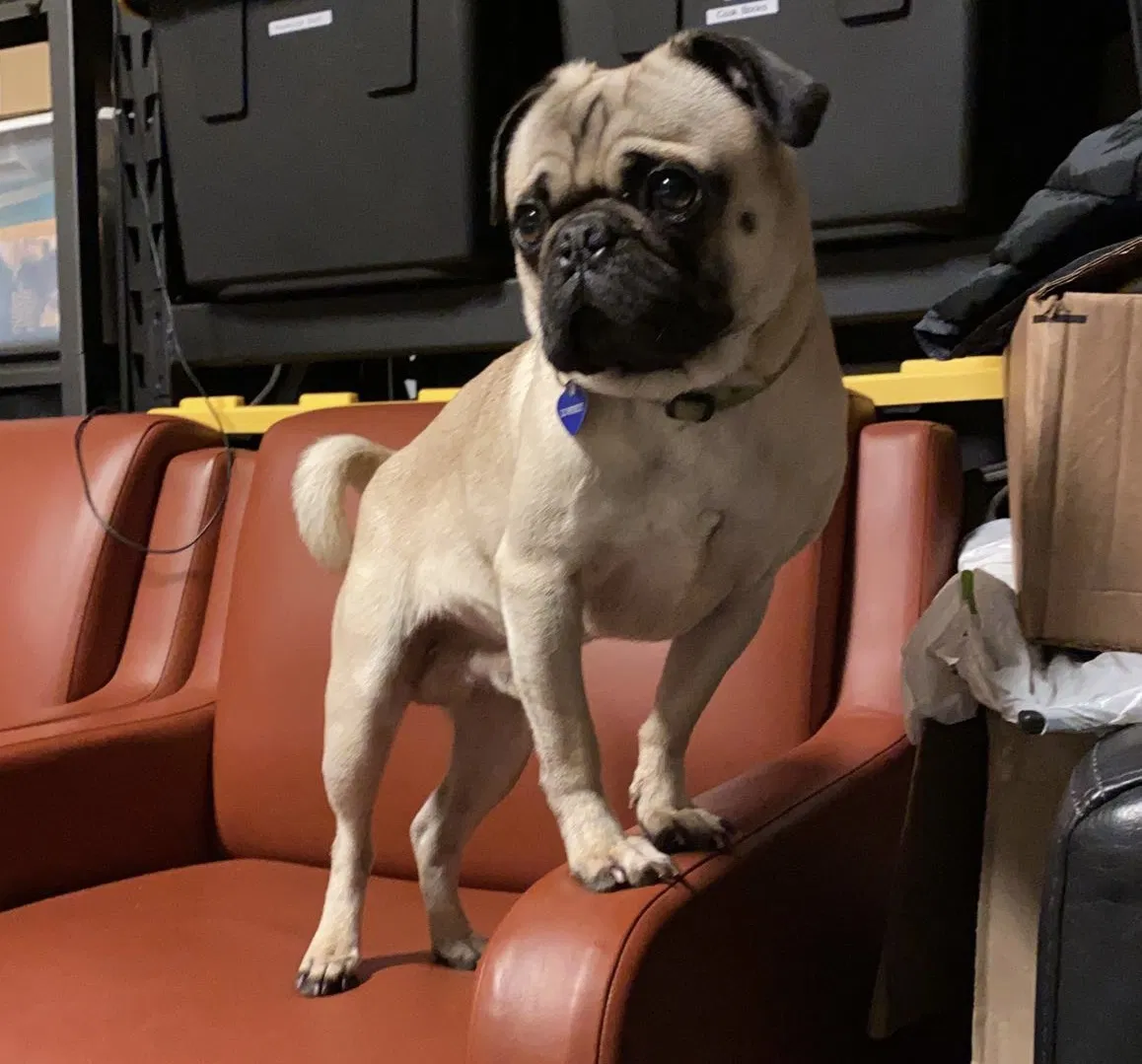 Lost dog in Hayward, CA, 94544