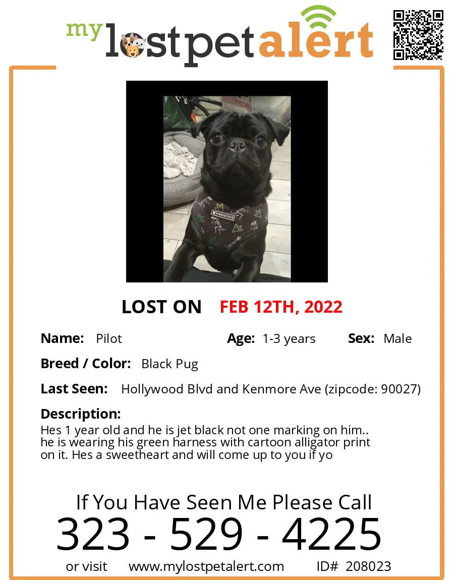Lost dog in Los Angeles, CA, 90027