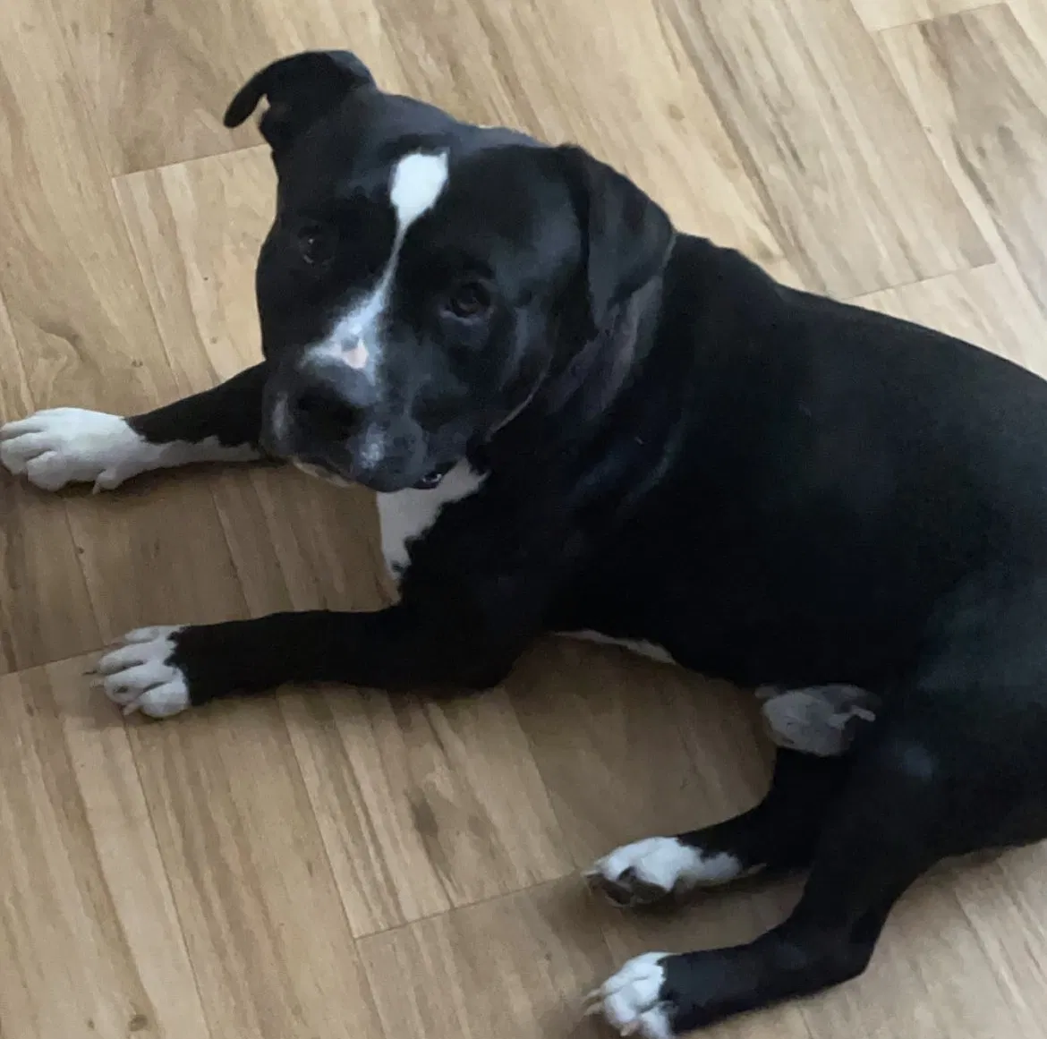 Lost dog in Hope Mills, NC, 28348