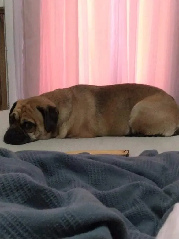 Lost dog in Middletown, IN, 47356