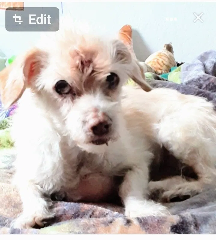 Lost dog in Norwalk, CA, 90650