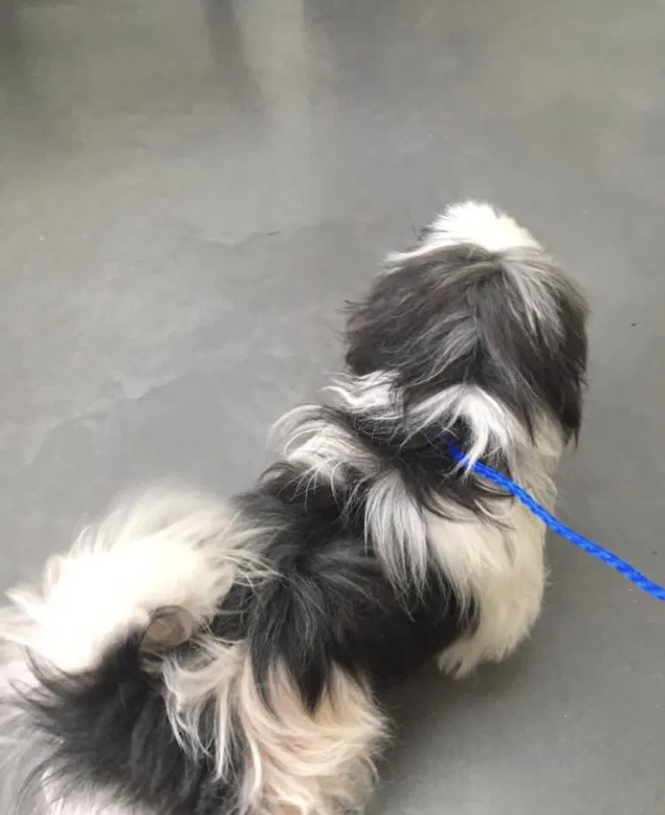 Lost dog in Birmingham, AL, 35212
