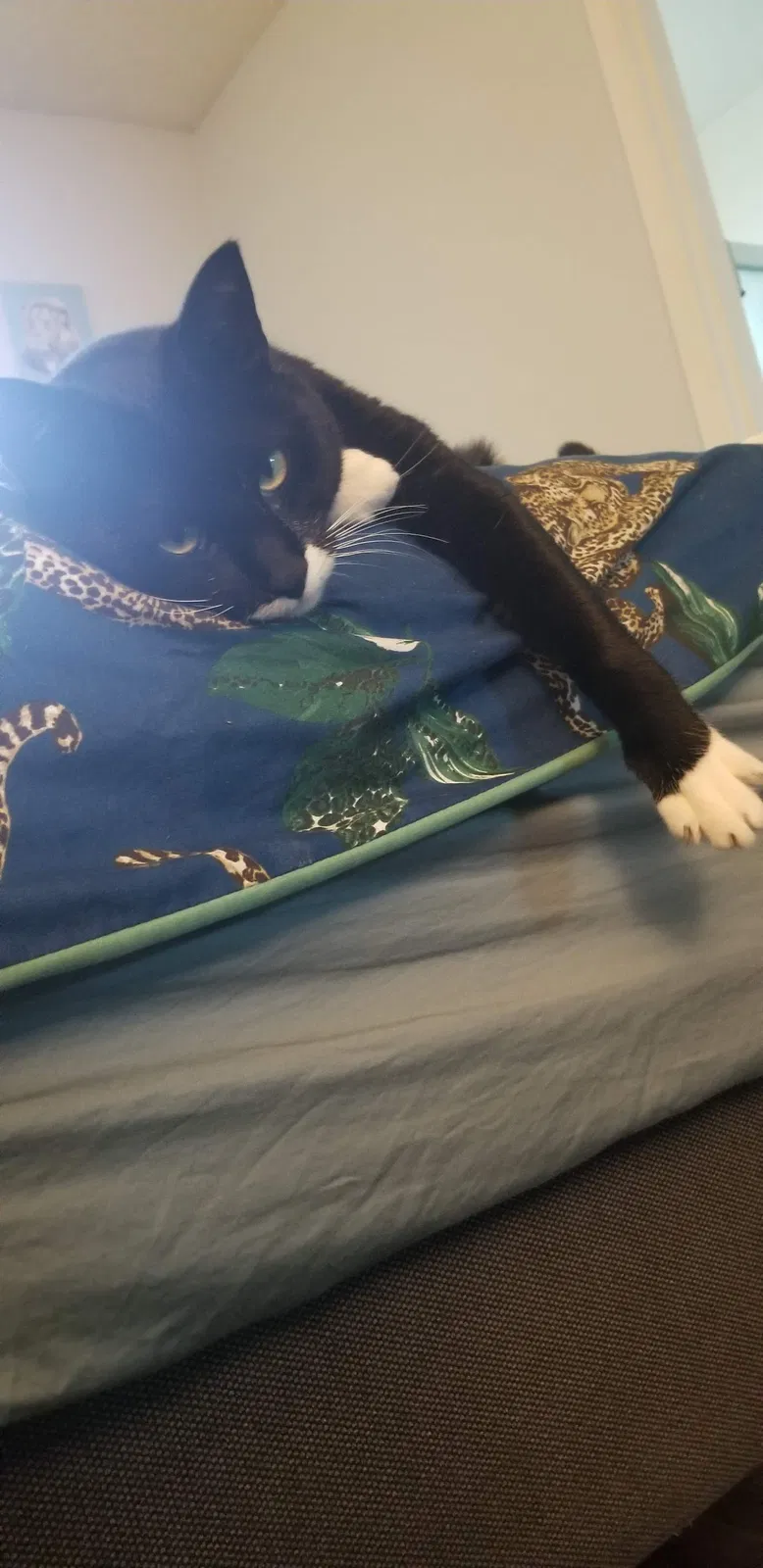 Lost cat in Rancho Palos Verdes, CA, 90275