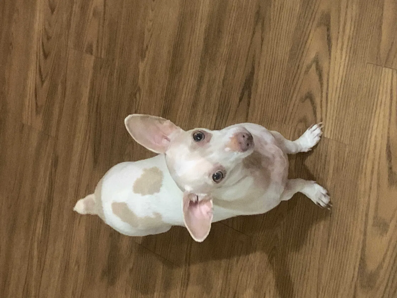 Lost dog in Denver, CO, 80209