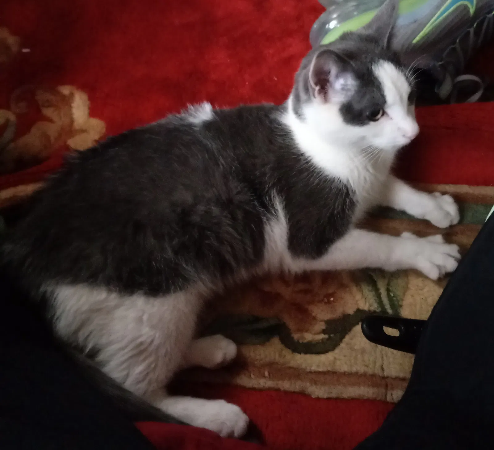 Lost cat in Dallas, TX, 75230