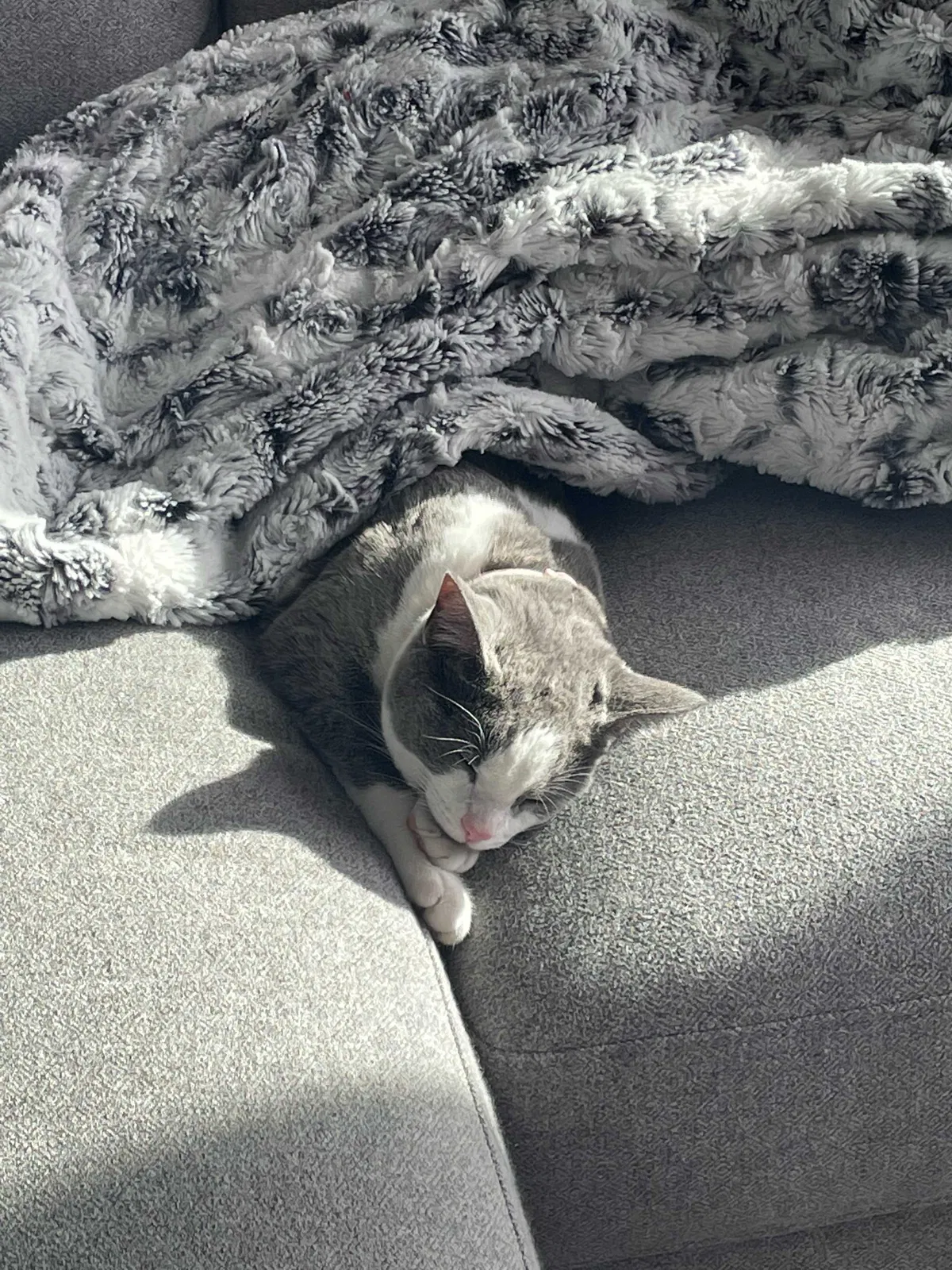 Lost cat in Herriman, UT, 84096