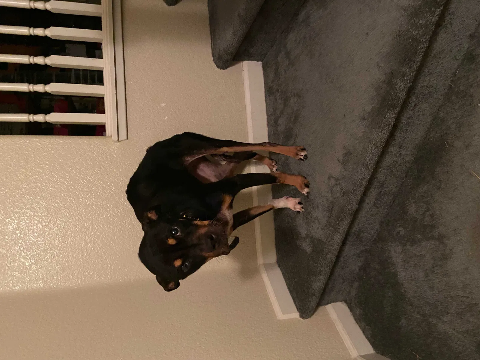 Lost dog in Sacramento, CA, 95838