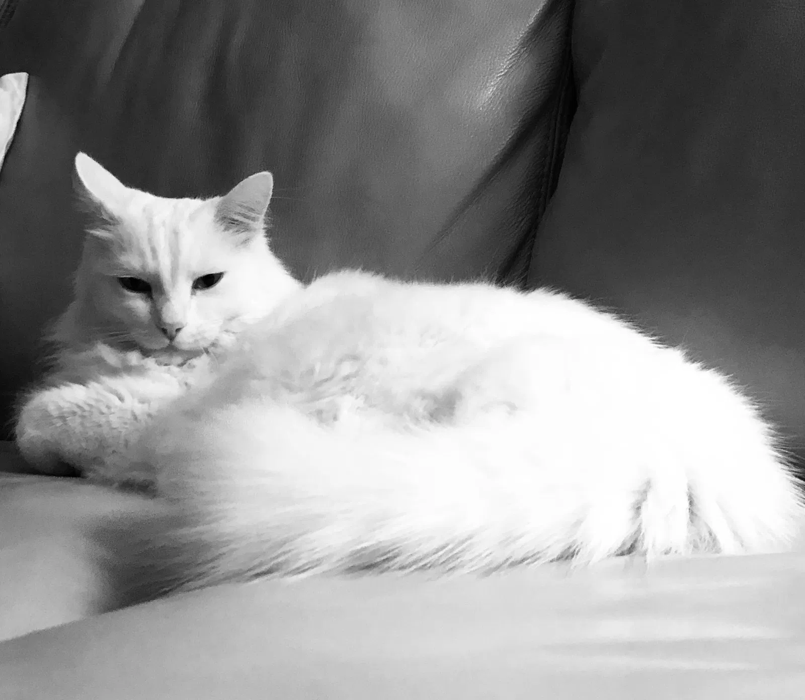 Lost cat in Eads, TN, 38028