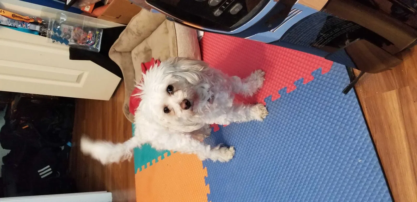 Lost dog in Round Rock, TX, 78664
