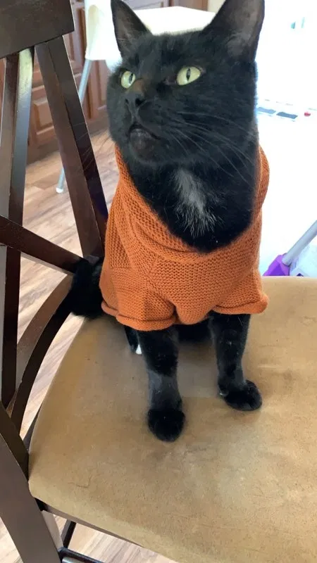 Lost cat in Tacoma, WA, 98466