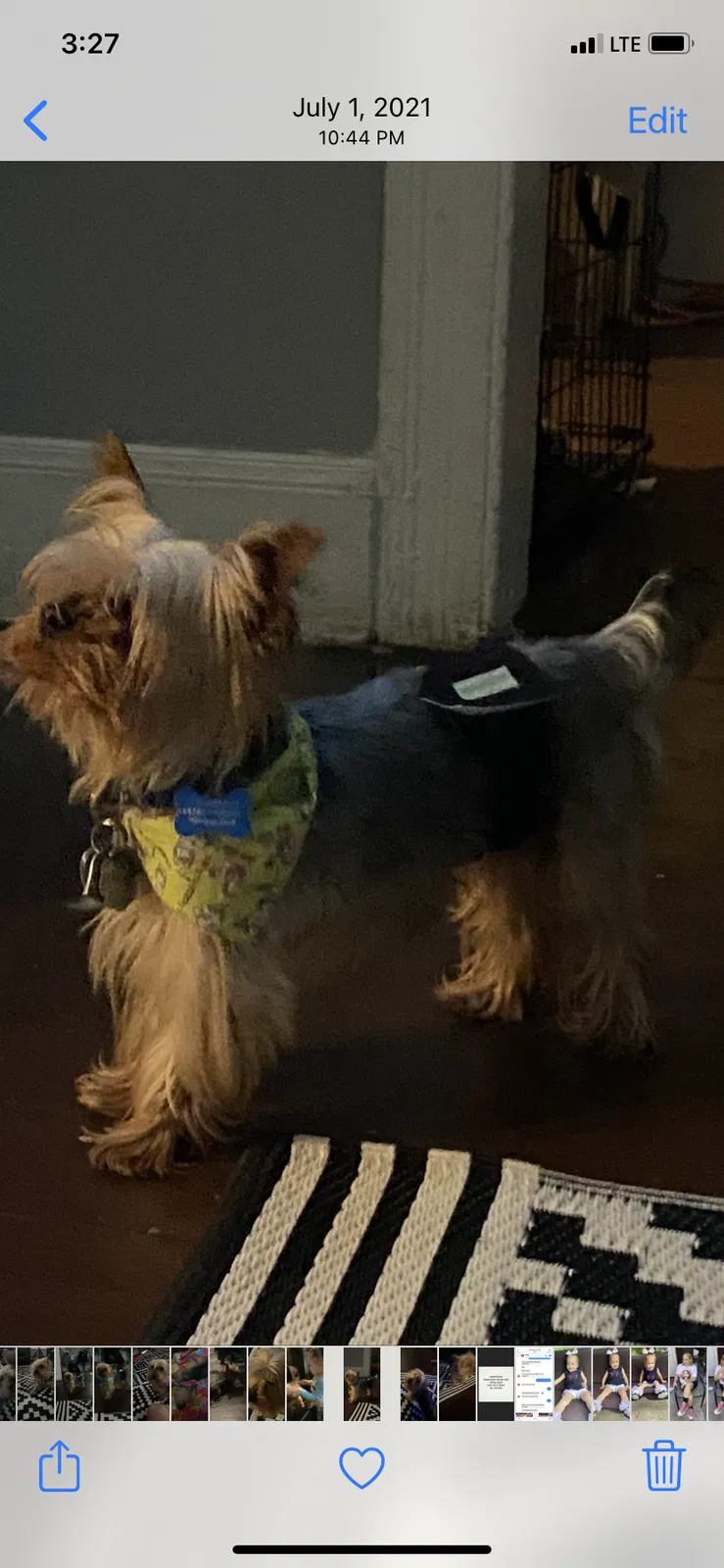Lost dog in Bridgeport, CT, 6604