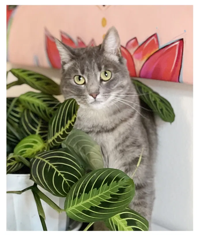 Lost cat in San Diego, CA, 92130