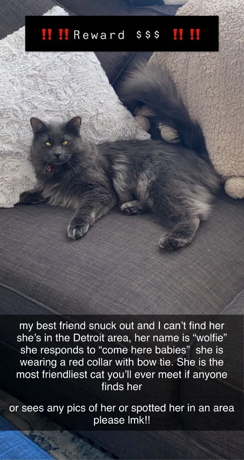 Lost cat in Detroit, MI, 48228