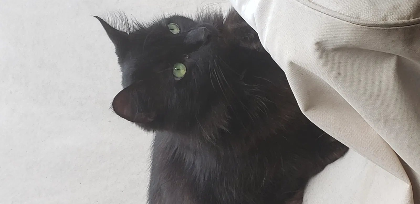 Lost cat in Spring, TX, 77388
