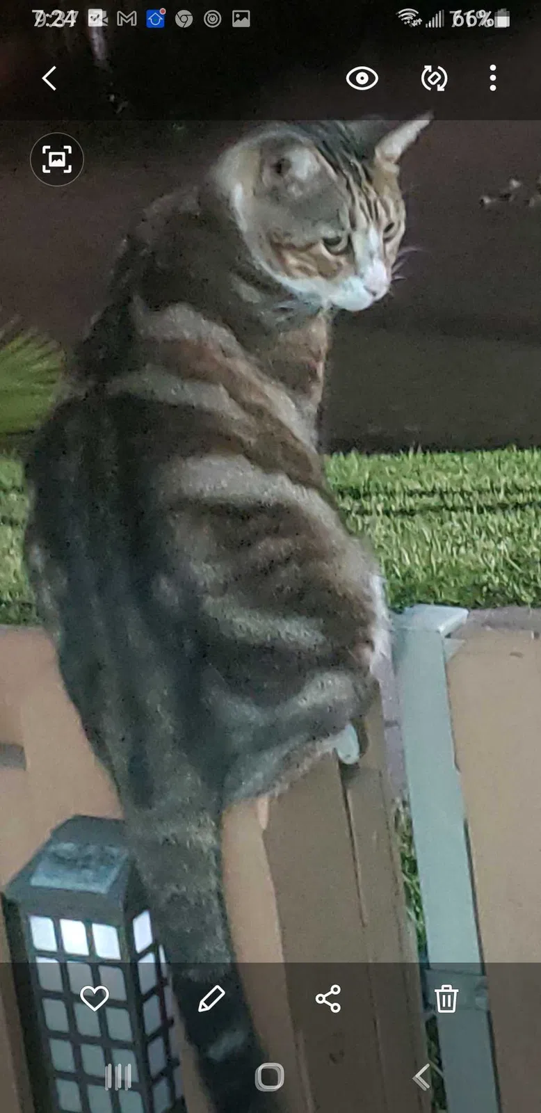 Lost cat in Miami, FL, 33184
