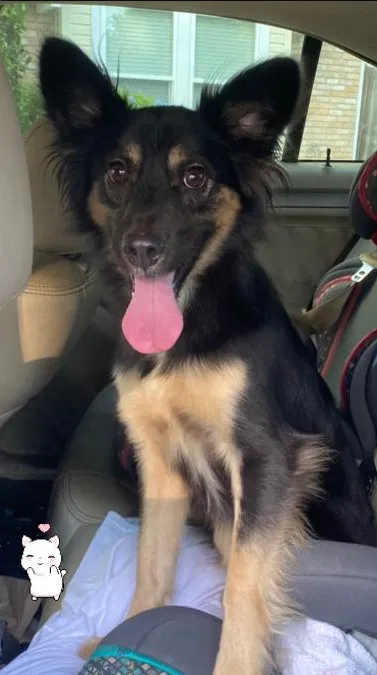 Lost dog in Sugar Land, TX, 77478