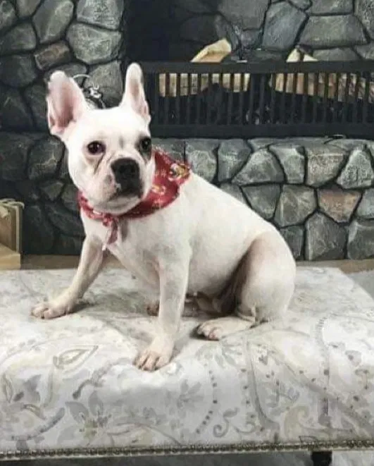 Lost dog in Brownsville, TX, 78520