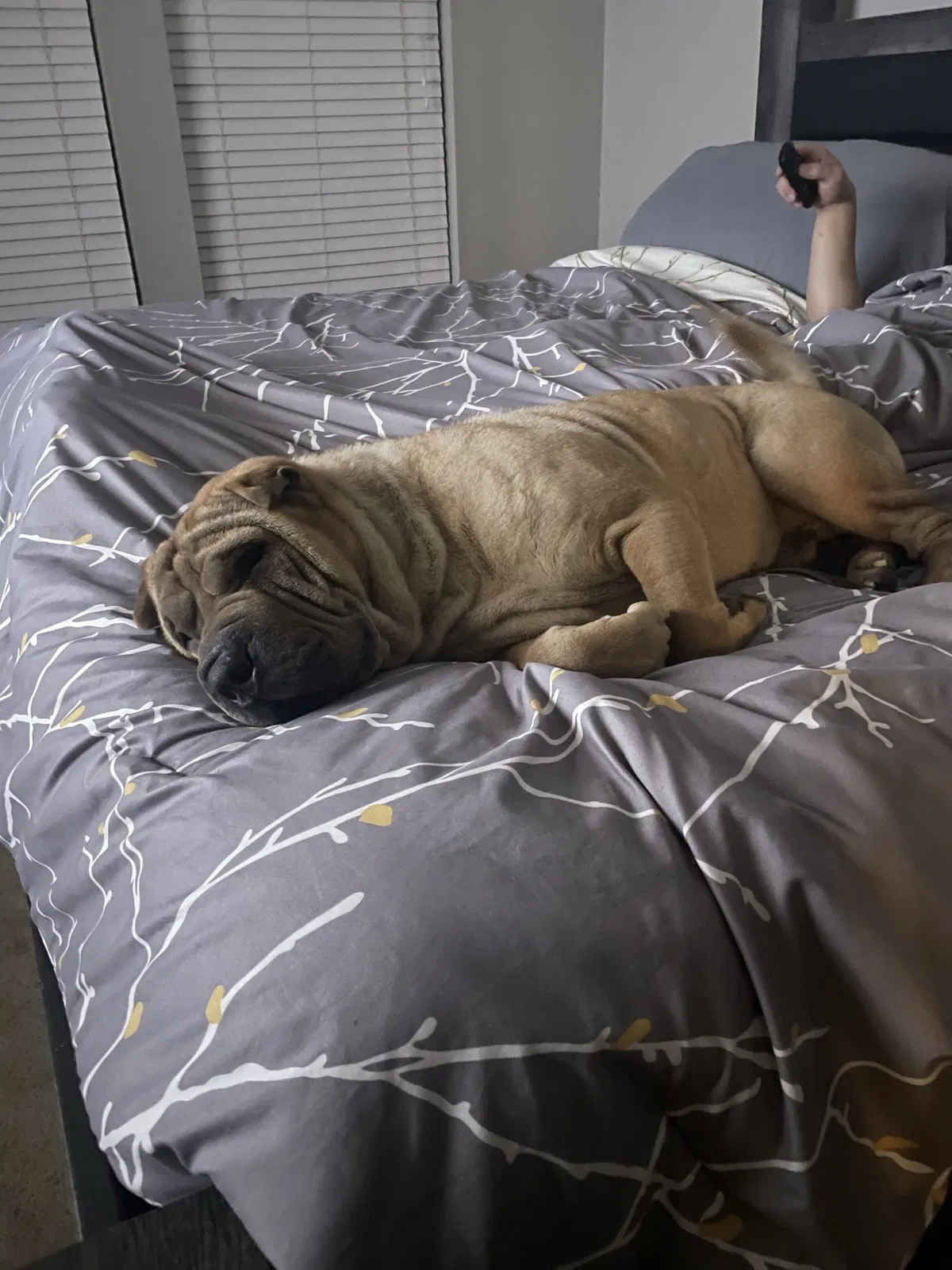 Lost dog in Hammond, LA, 70403